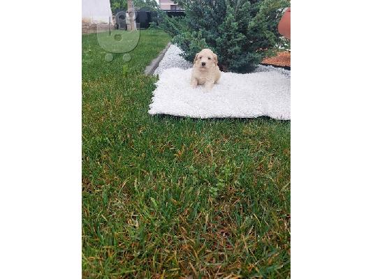 Labradoodle